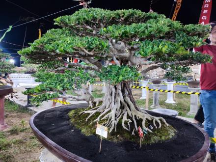 Indahnya Kontes dan Pameran Bonsai Di Taman Jajar Gumregah